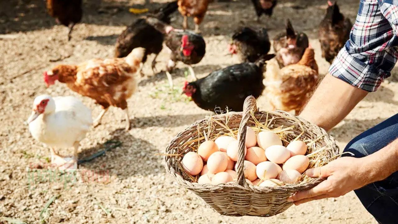 বাংলাদেশের ডিম-মুরগিতে নিষেধাজ্ঞা দিলো সৌদি