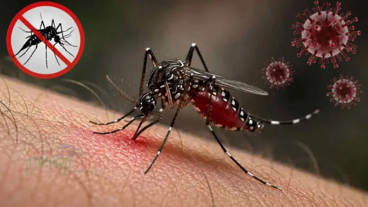 ডেঙ্গুতে ৬ জনের মৃত্যু, হাসপাতালে ভর্তি ২০৮৯